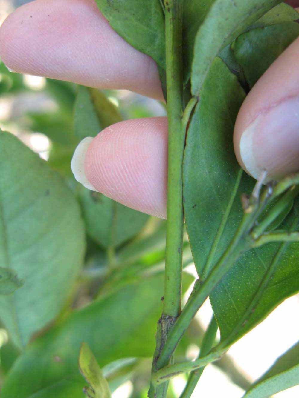            First year twig (Winter Haven, FL)   